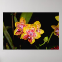 gula Vanda blommor Print