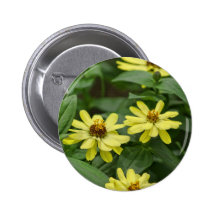 Gula Zinnias Knappar