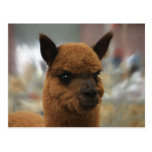 Guld- Alpaca Vykort