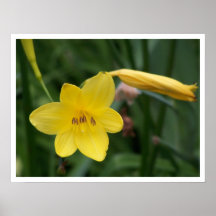 Guld- blommor print