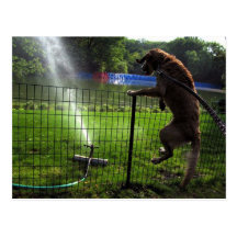 Guld- och Sprinklervykortet