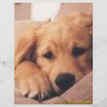 guld- retriever flygblad designs