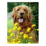 Guld- Retriever i blommor Vykort