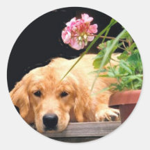 Guld- Retrieverblommaklistermärke