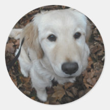 Guld- Retrieverhund - färgerna av nedgången Rund Klistermärke