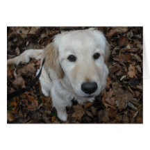 Guld- Retrieverhund - färgerna av nedgången Hälsnings Kort