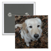 Guld- Retrieverhund - färgerna av nedgången Knappar Med Nål