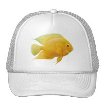 Guld- Severum Cichlidhatt Trucker Kepsar