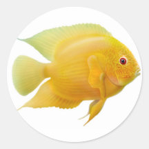 Guld- Severum Cichlidklistermärke