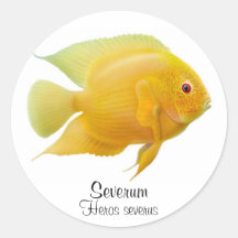 Guld- Severum Cichlidklistermärke