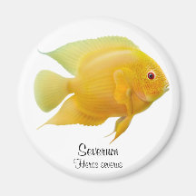Guld- Severum Cichlidmagnet Magneter