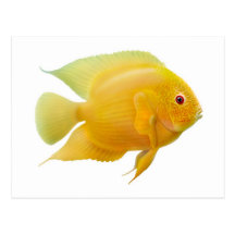 Guld- Severum vykort