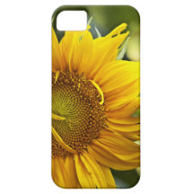 Guld- solros iPhone 5 fodraler