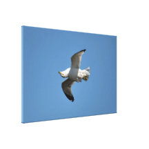 Gull Flying Upside Down Gallery Wrap Canvas