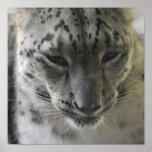 Gullig affisch för snöLeopard