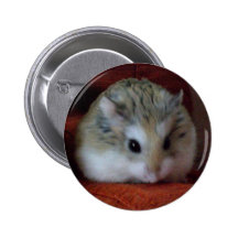 Gullig Hamster på en Hammy knäppas - Pins