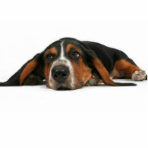 gullig hund photo cutout