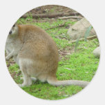 Gullig känguru på den Perth zoo.en Rund Klistermärke