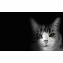 Gullig katt photo cut outs