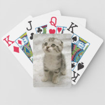 Gullig kattunge
