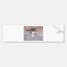 Gullig kattunge bildekal