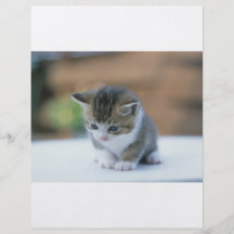 Gullig kattunge flygblad designs