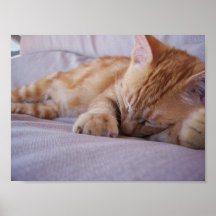 Gullig kattunge posters