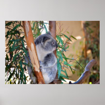 Gullig Koala Affischer