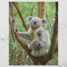 Gullig Koala Flyg Blad