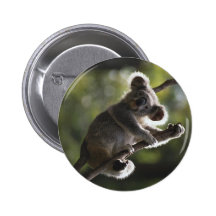 Gullig Koalaklättring Knapp