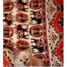 Gullig lite kattunge photo cut out