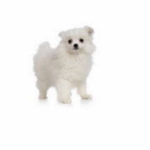 Gullig lttle Keeshound Photo Cutouts