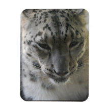 Gullig snöLeopard Magneter