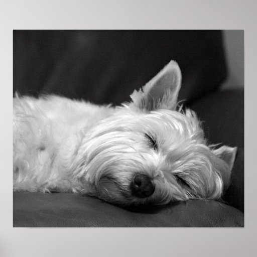 Gullig Westie (västra höglands- Terrier) hund Affisch