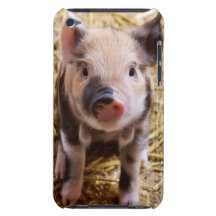 Gulliga babyar för Barnyard för babyPigletboskap Barely There iPod Fodral