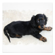 Gulliga Daschund inbjudningar