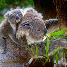 Gulliga Koalas Cut Out