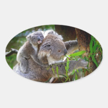 Gulliga Koalas Klistermärken