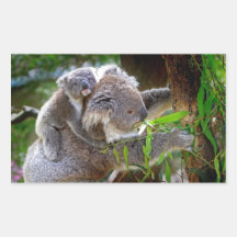 Gulliga Koalas Klistermärken