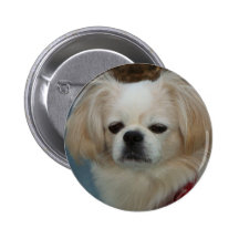 gulliga Pekingese Knapp Med Nål