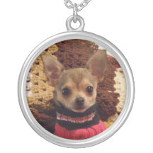 Gulligt Chihuahuahundhalsband