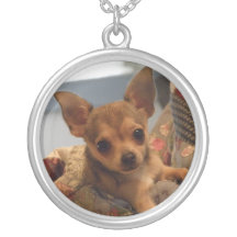 Gulligt Chihuahuahundhalsband