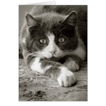 Gulligt kattkort