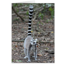 Gulligt Ring-Tailed Lemurfoto Hälsningskort