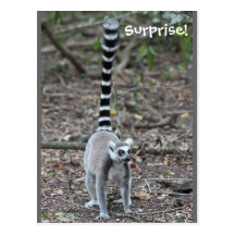 Gulligt Ring-Tailed Lemurfoto Vykort