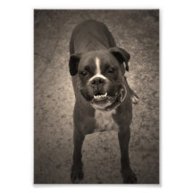 Gulligt roligt tryck för boxarehundfoto