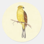 Gult bultar fågelvintageillustrationen rund klistermärke