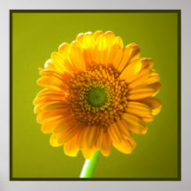 Gult daisyGerberatryck Print