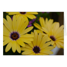 Gult daisykort