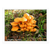 Gymnopilusjunoniusfoto Vykort